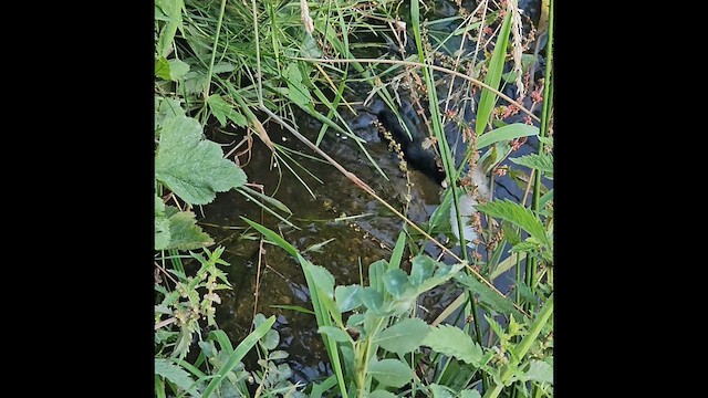 Virginia Rail - ML639153877