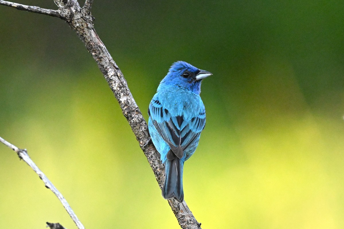 Indigo Bunting - ML639154102