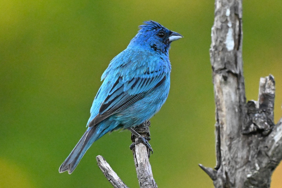 Indigo Bunting - ML639154122