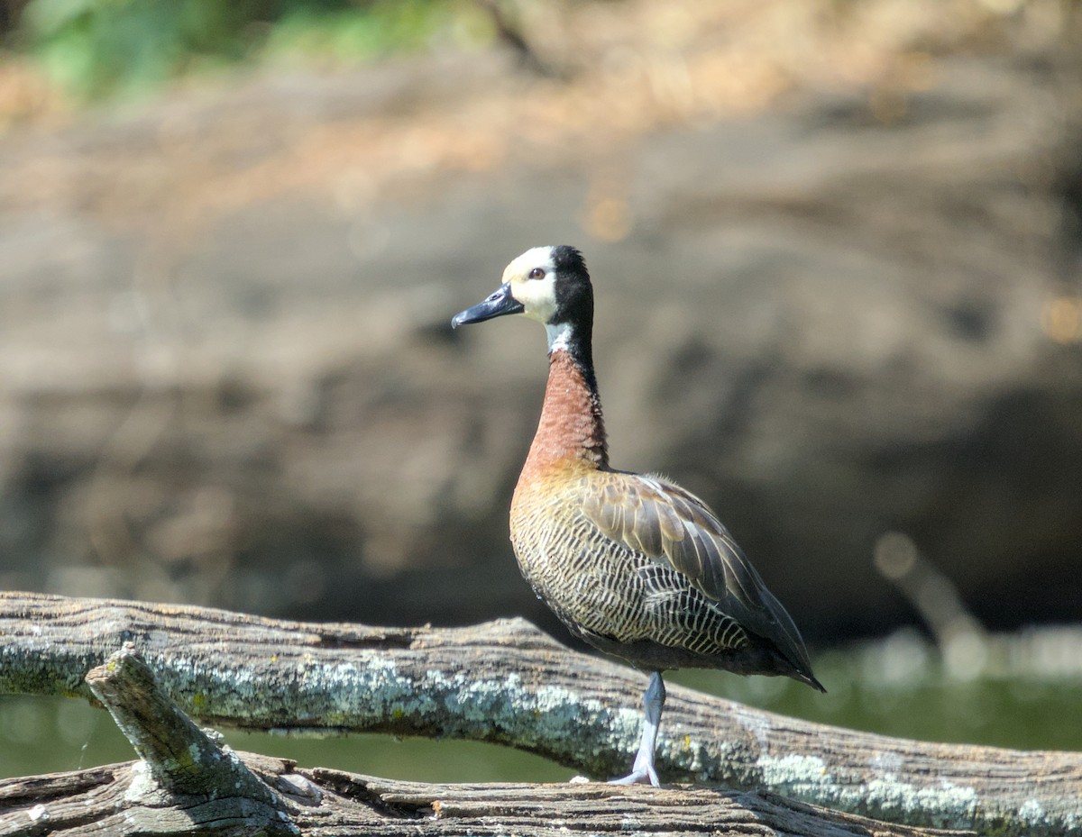 White-faced Whistling-Duck - ML639154154