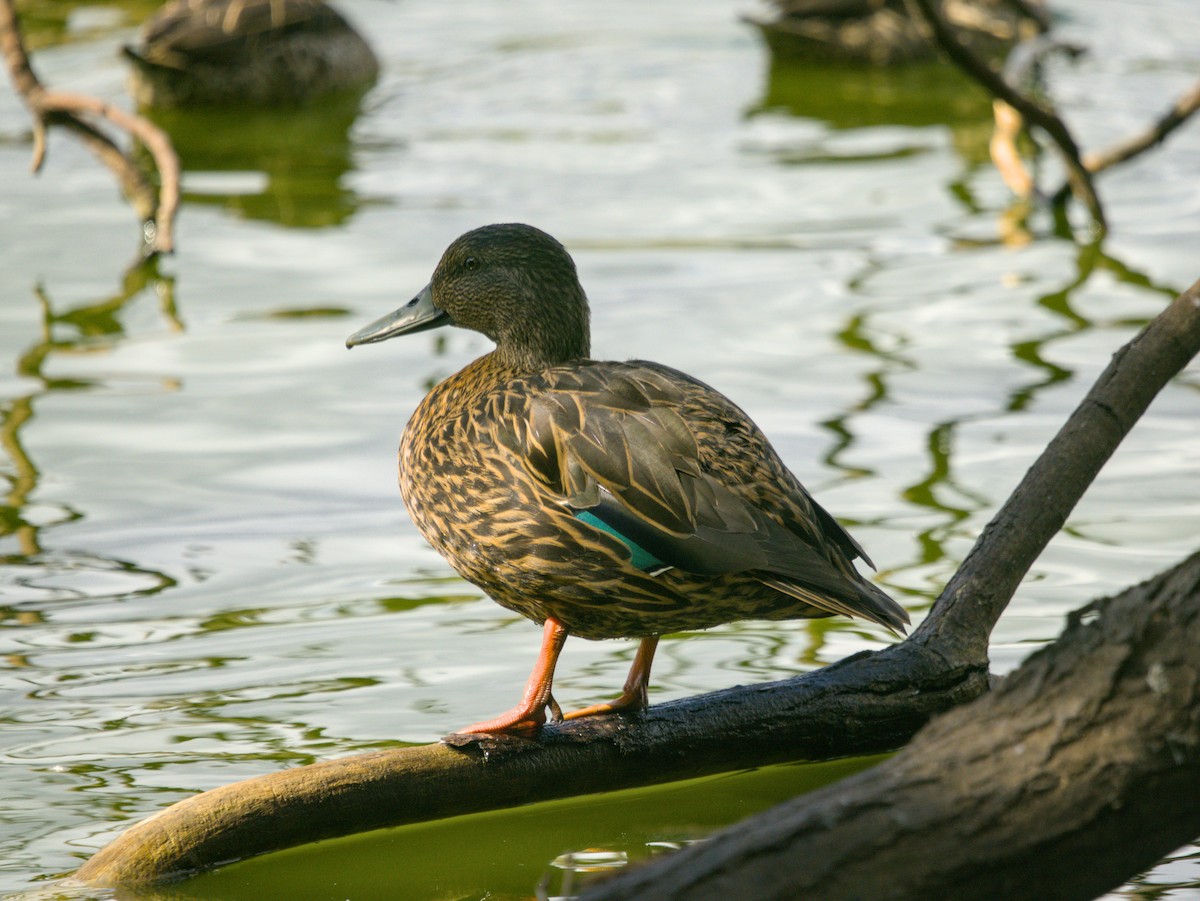 Meller's Duck - ML639154159