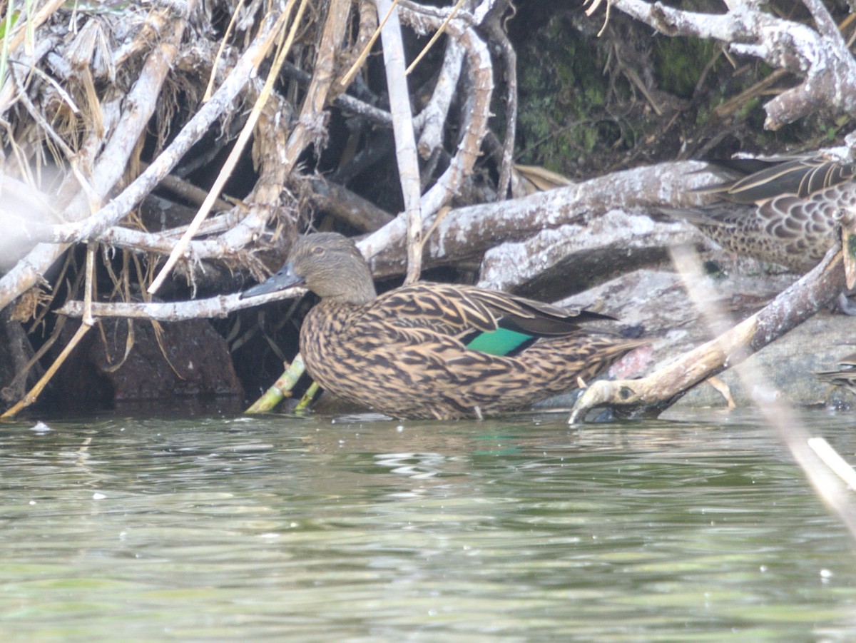 Meller's Duck - ML639154160