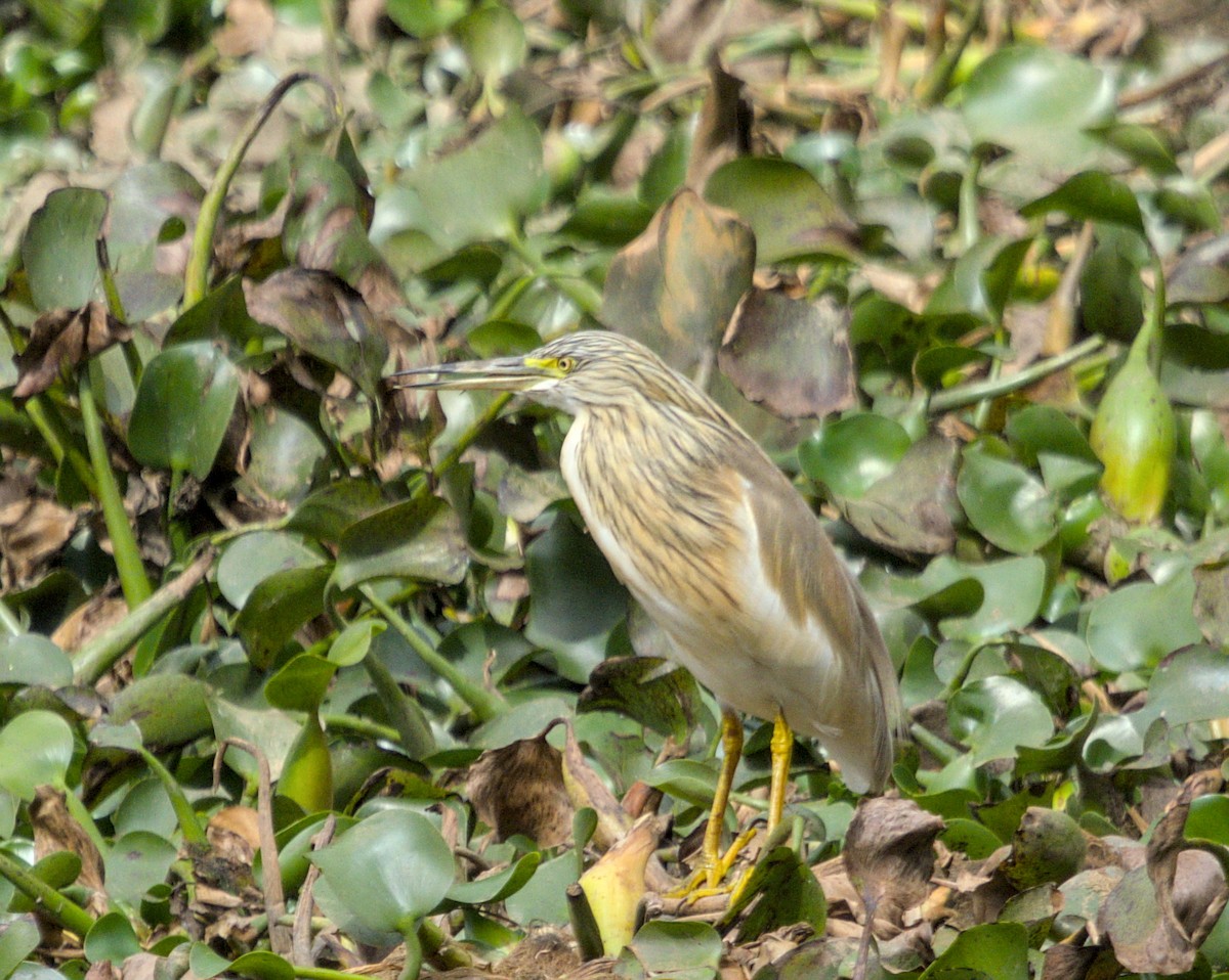 Squacco Heron - ML639154179