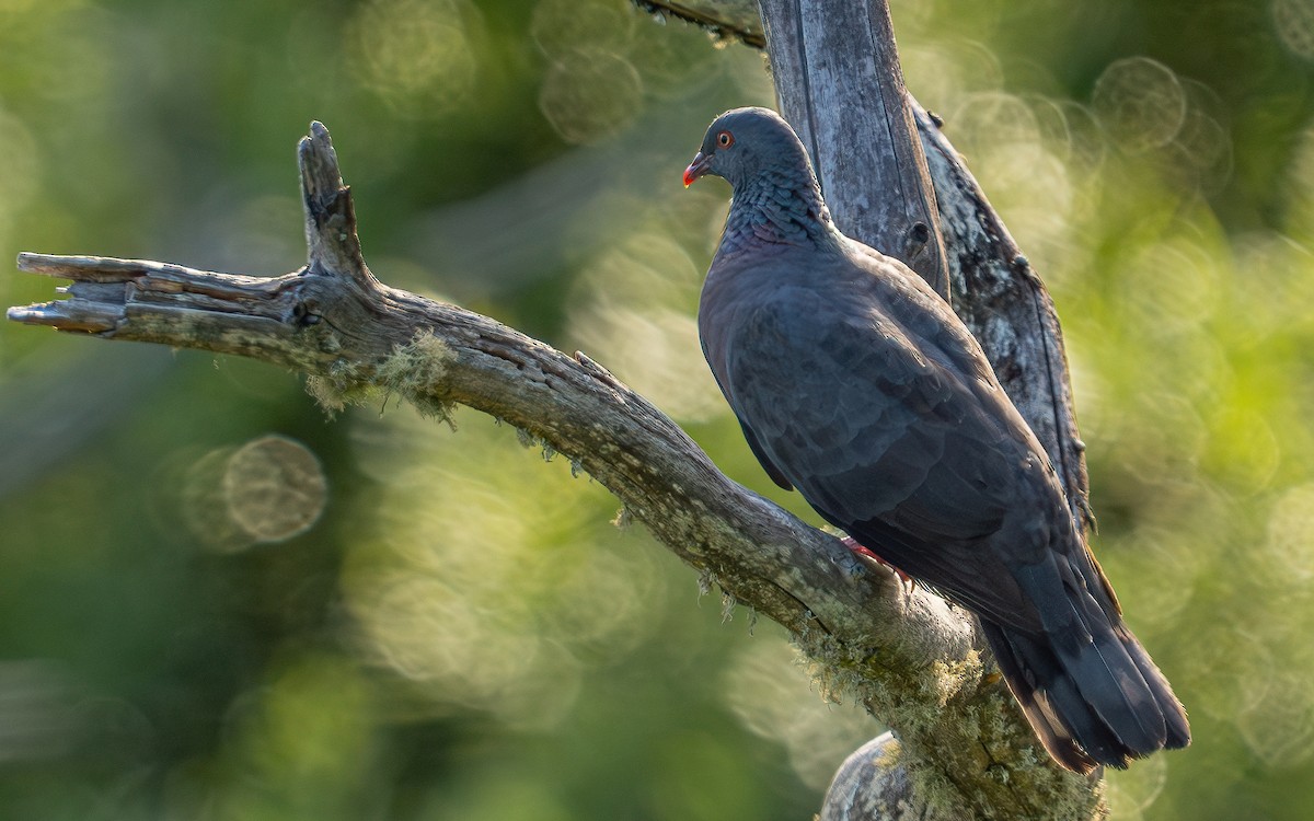 Bolle's Pigeon - ML639154184