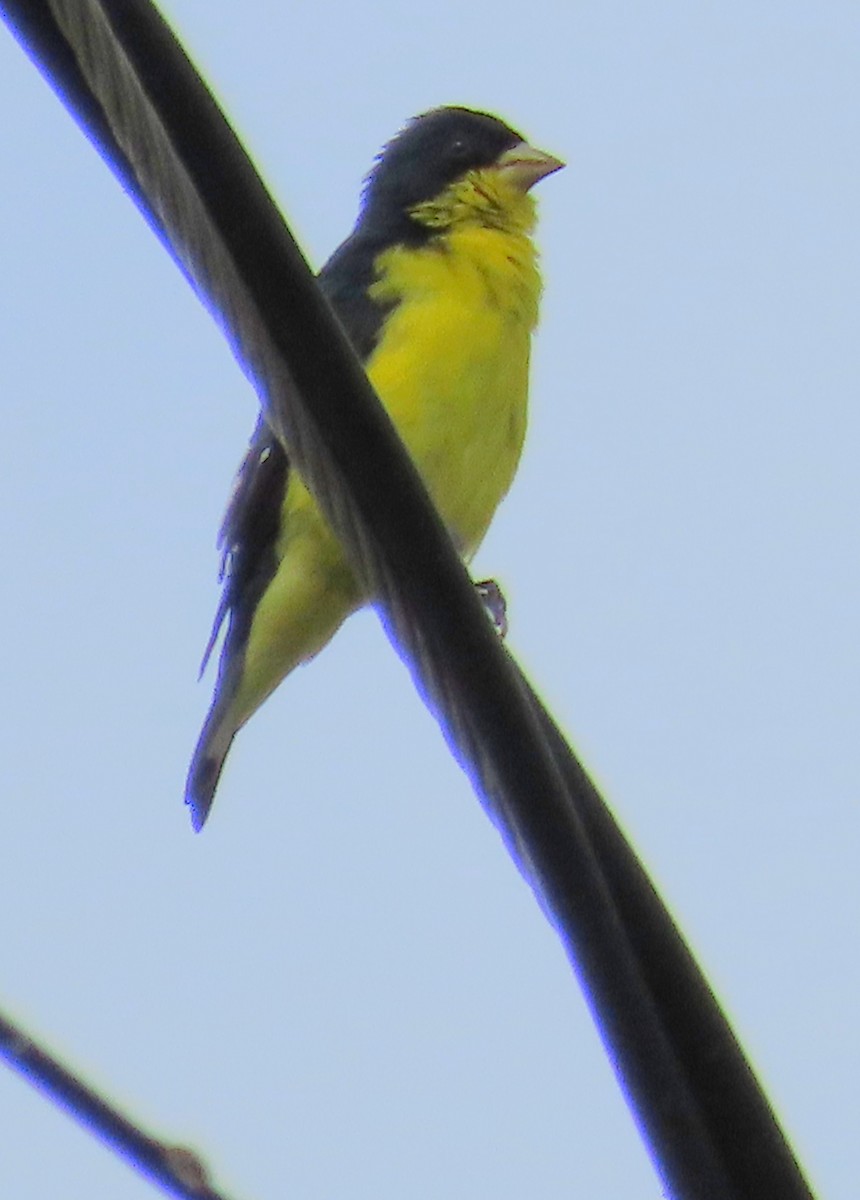 Lesser Goldfinch - ML639154221