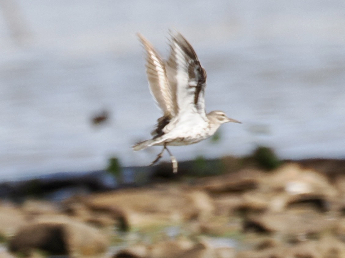 Spotted Sandpiper - ML639154245