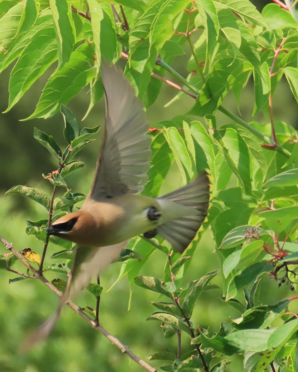 Cedar Waxwing - ML639154257