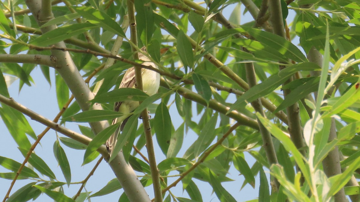 Willow Flycatcher - ML639154268