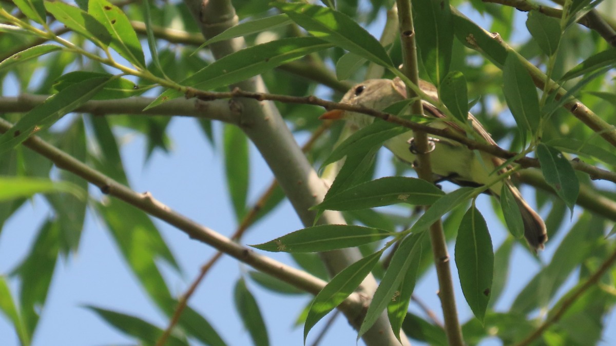Willow Flycatcher - ML639154269