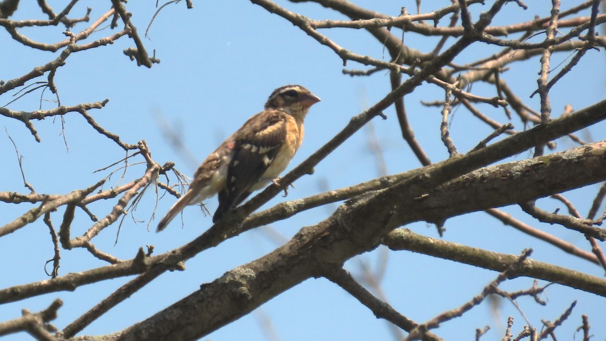 Rose-breasted Grosbeak - ML639154287