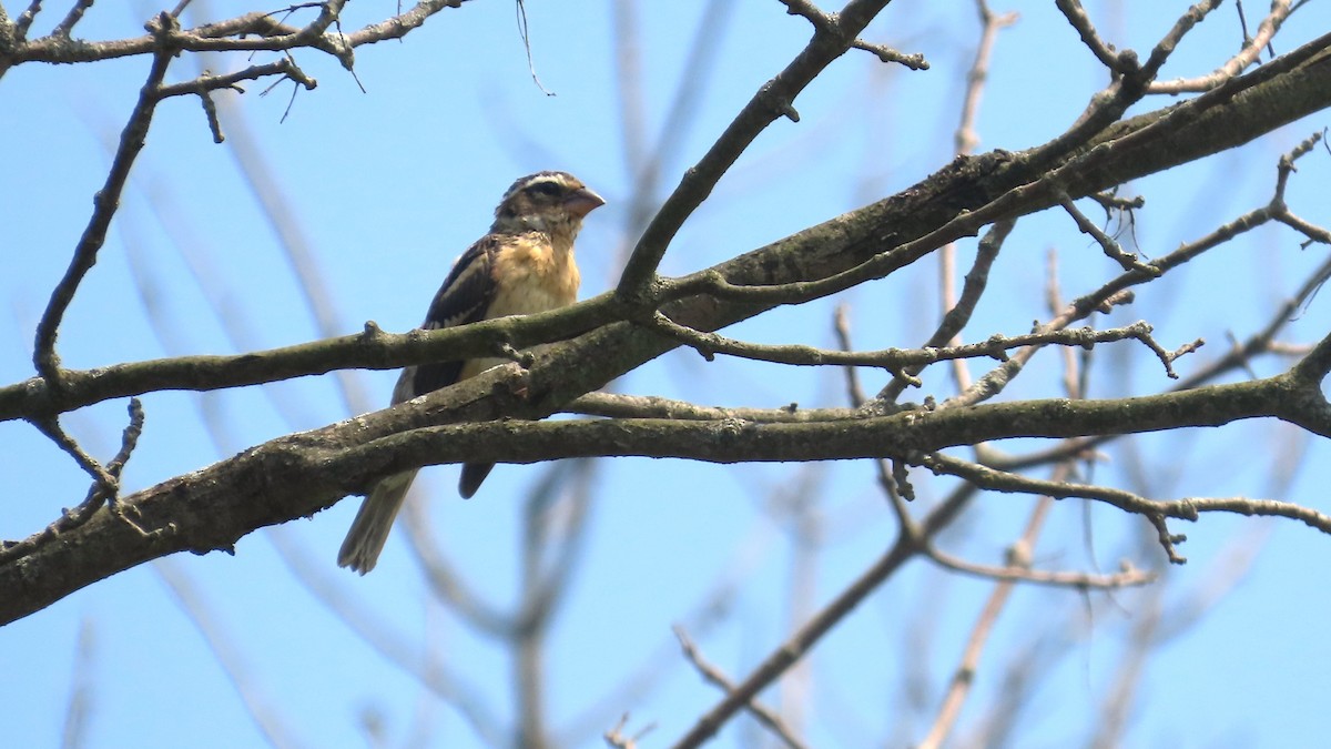 Rose-breasted Grosbeak - ML639154289