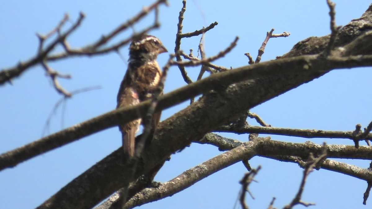Rose-breasted Grosbeak - ML639154290