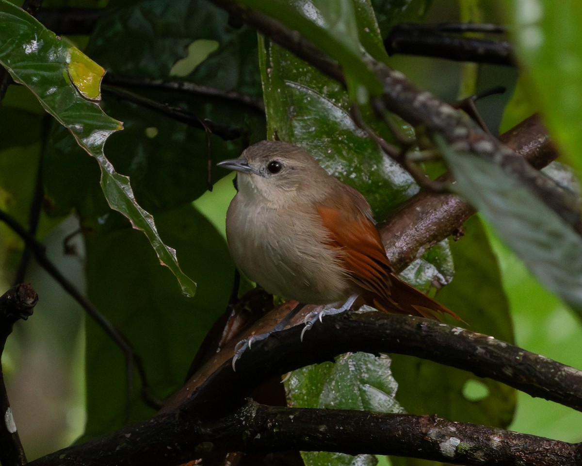 Plain-crowned Spinetail - ML639154300