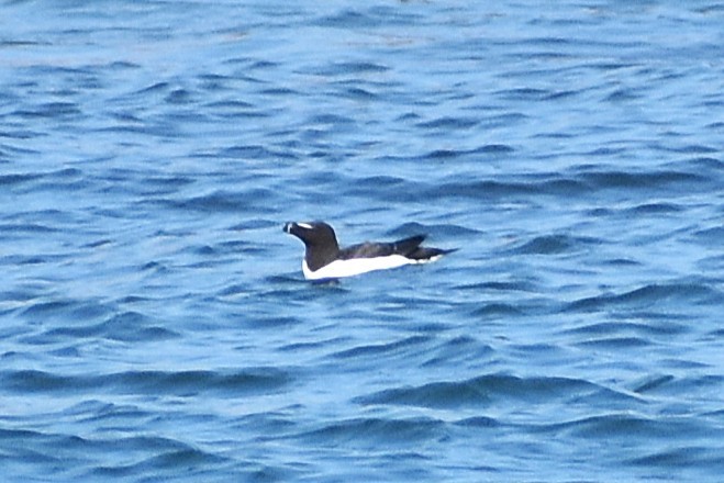Alca Común - ML639154381