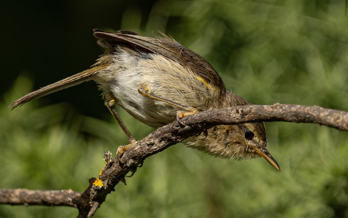 Canary Islands Chiffchaff - ML639154383