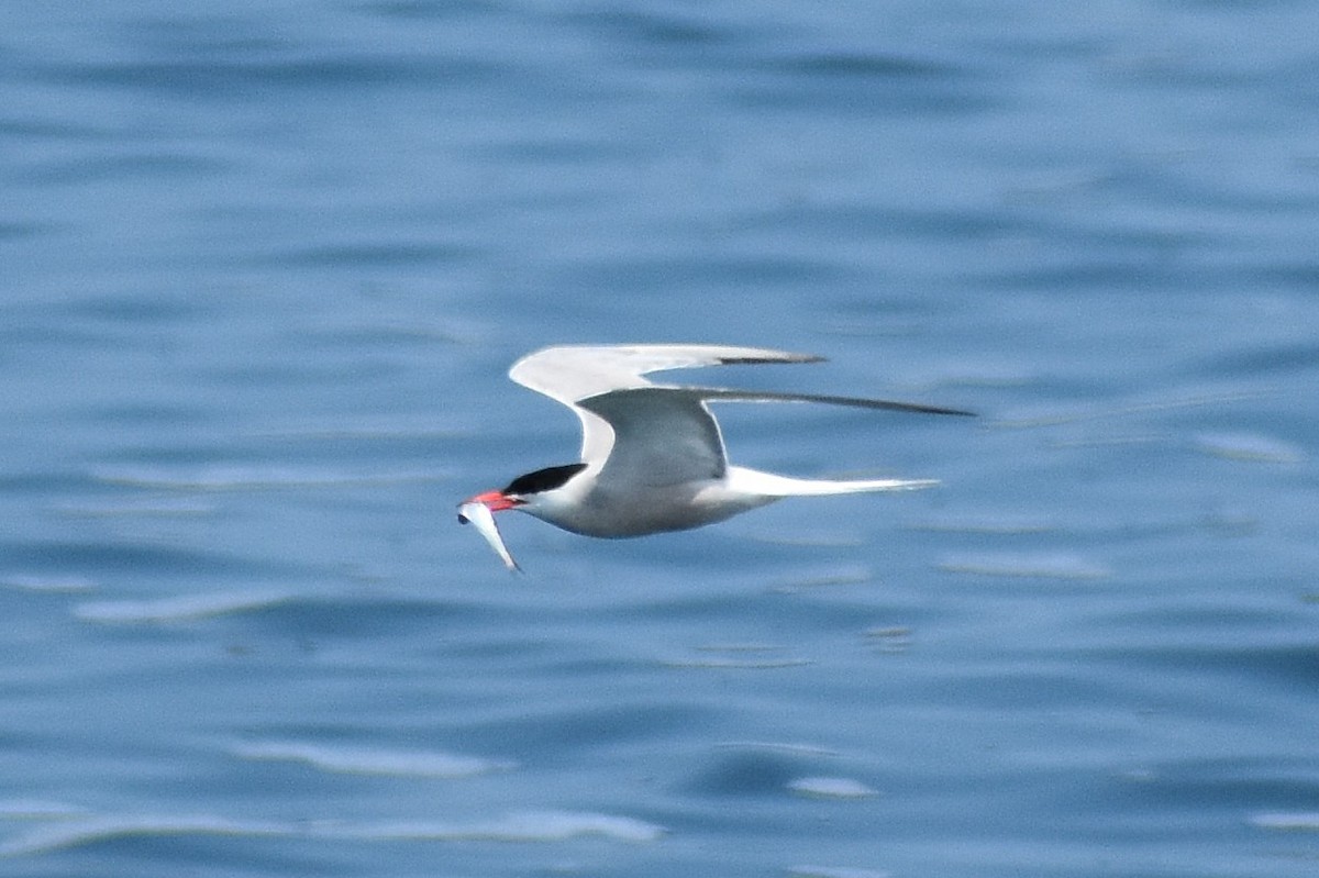 Charrán Común - ML639154392