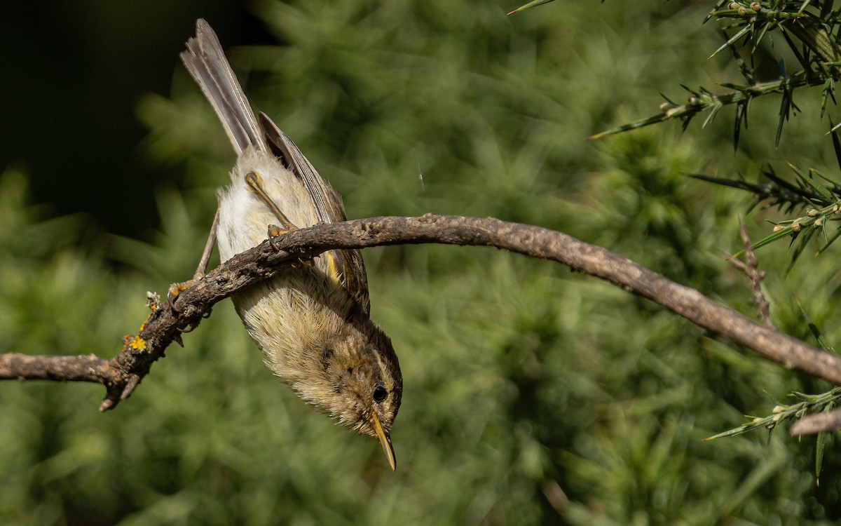 Canary Islands Chiffchaff - ML639154406