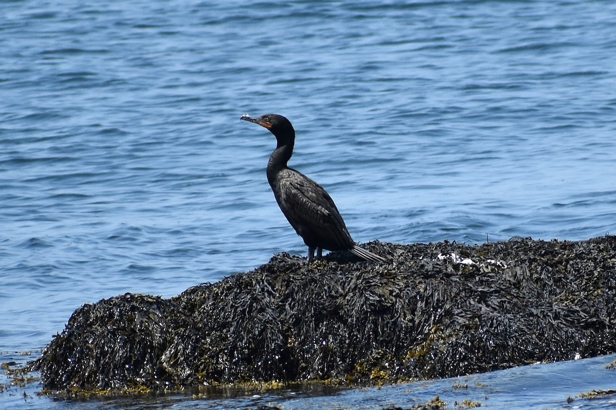 Cormorán Orejudo - ML639154434