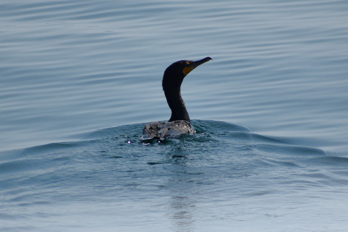 Cormorán Orejudo - ML639154435
