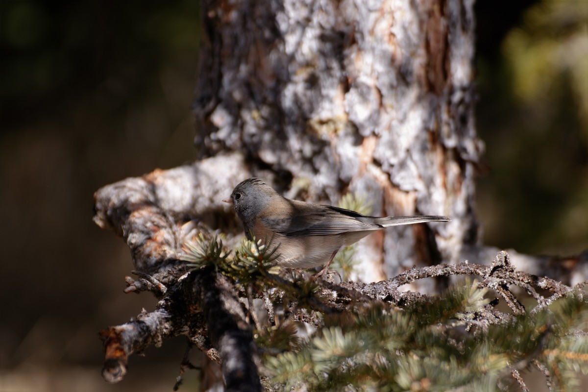 Dark-eyed Junco (Oregon) - ML639154459