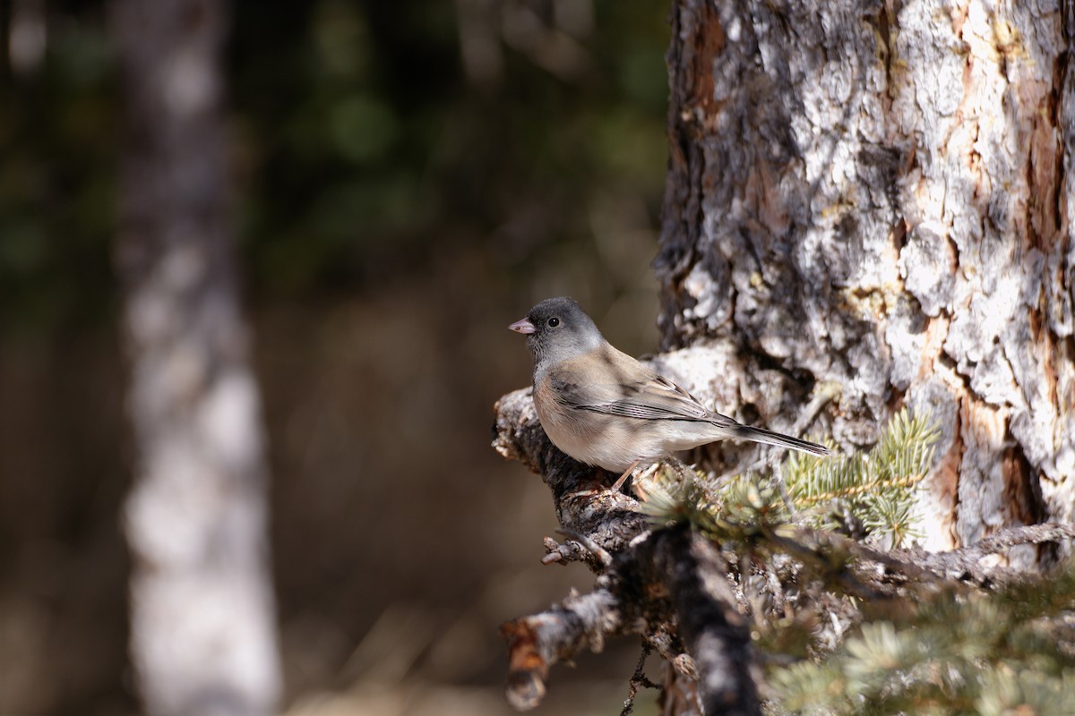 Dark-eyed Junco (Oregon) - ML639154460
