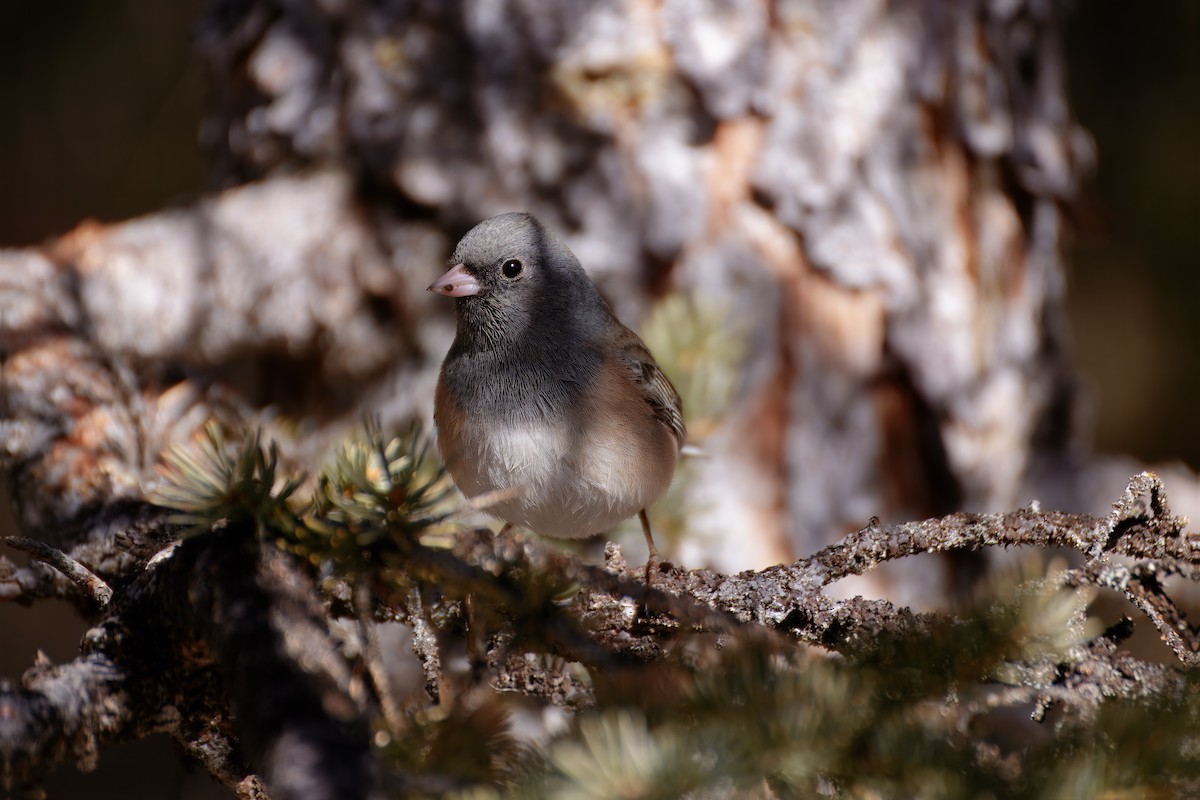 Dark-eyed Junco (Oregon) - ML639154461