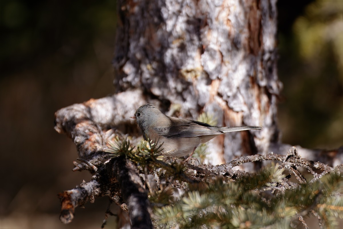 Dark-eyed Junco (Oregon) - ML639154462