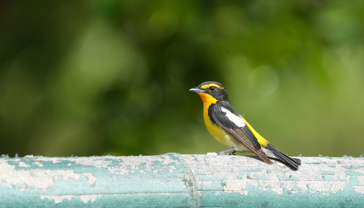 Narcissus Flycatcher - ML639154484