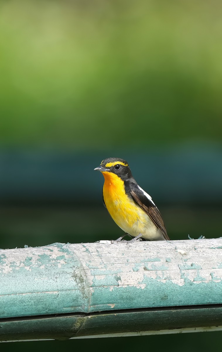 Narcissus Flycatcher - ML639154485