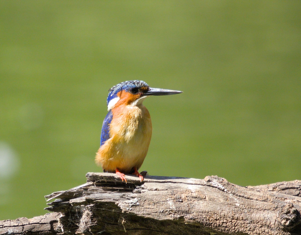 Malagasy Kingfisher - ML639154491
