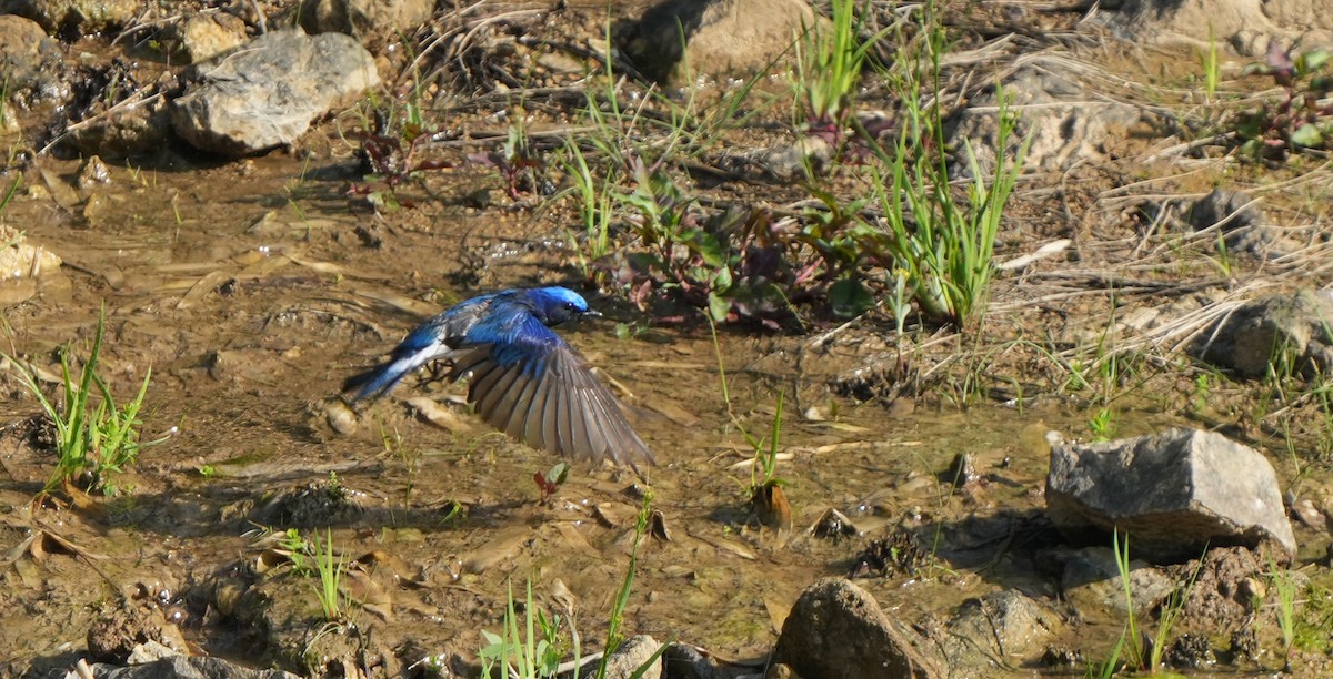 Blue-and-white Flycatcher - ML639154531