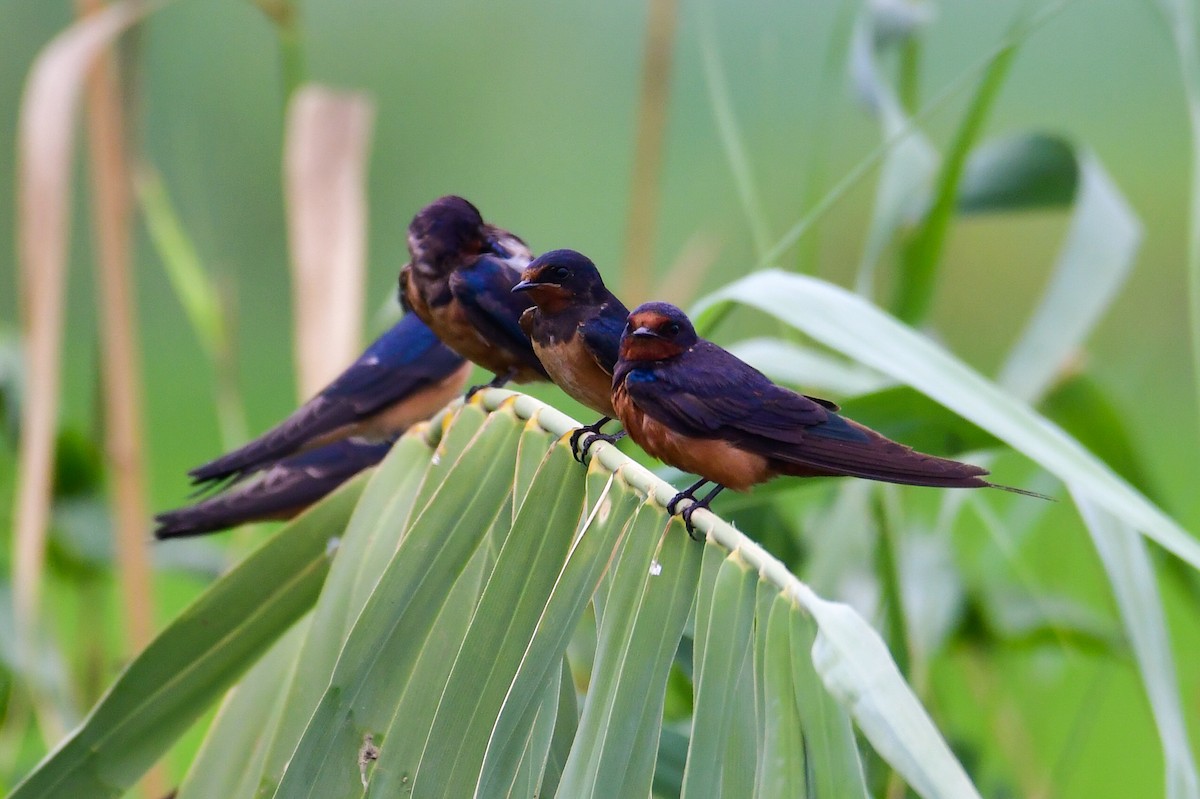 Barn Swallow (Egyptian) - ML639154533