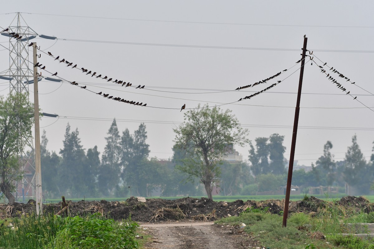 Barn Swallow (Egyptian) - ML639154541