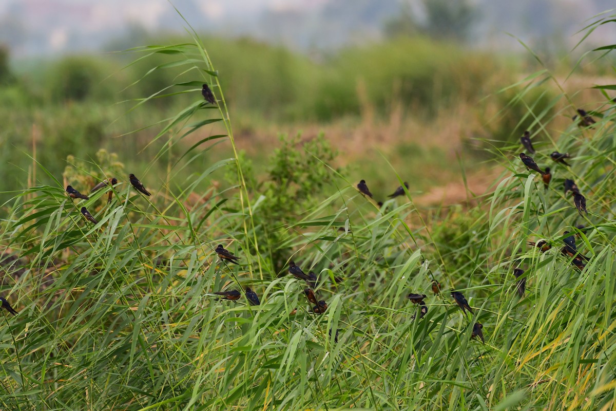 Barn Swallow (Egyptian) - ML639154554