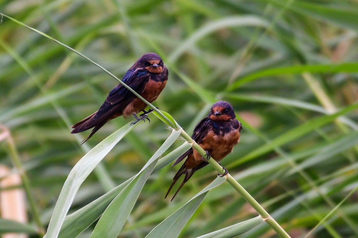 Barn Swallow (Egyptian) - ML639154582