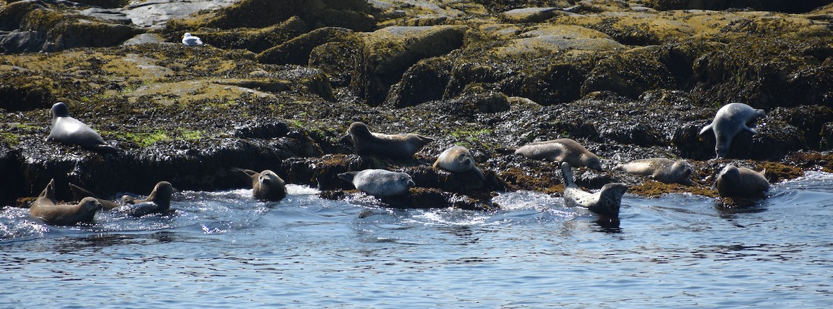 Harbor Seal - ML639154591