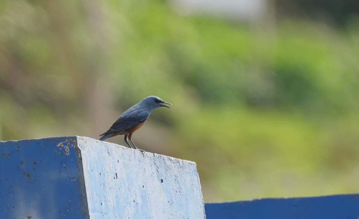 Blue Rock-Thrush (philippensis) - ML639154594