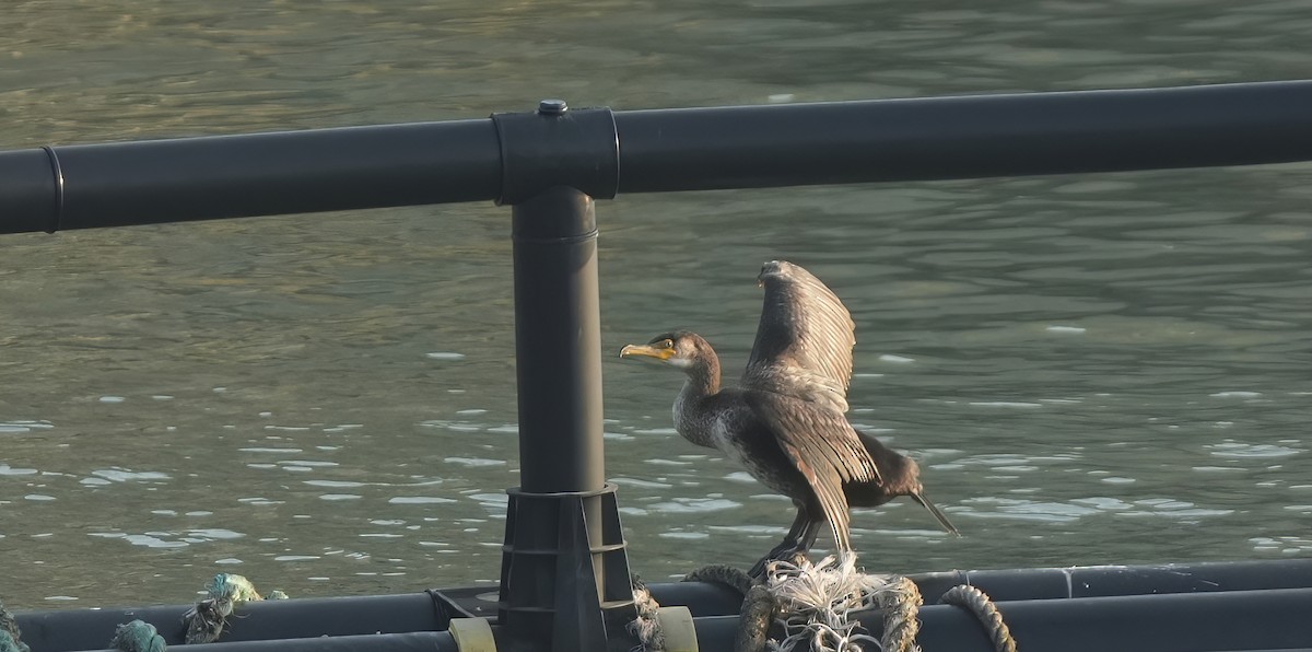 Japanese Cormorant - ML639154635