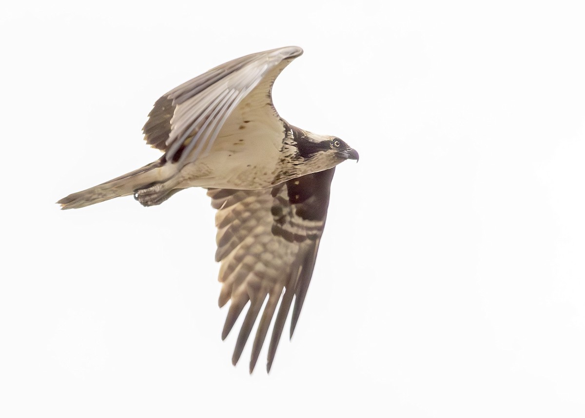 Osprey (American) - ML639154640