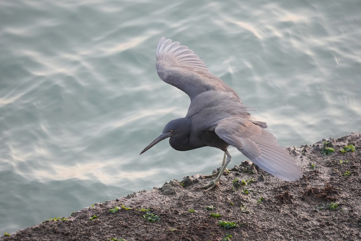 Pacific Reef-Heron - ML639154660