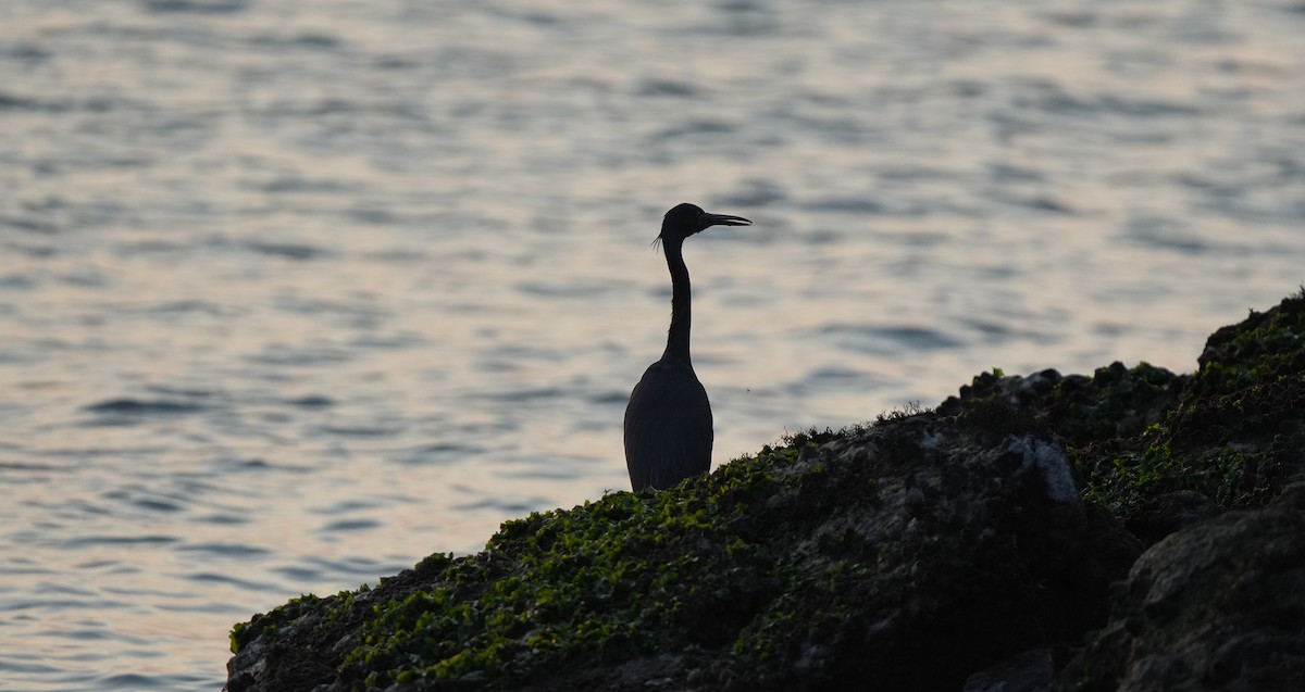 Pacific Reef-Heron - ML639154661