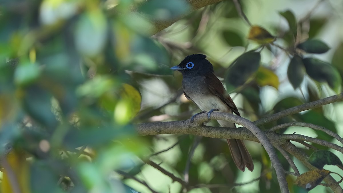 Black Paradise-Flycatcher (Northern) - ML639154675