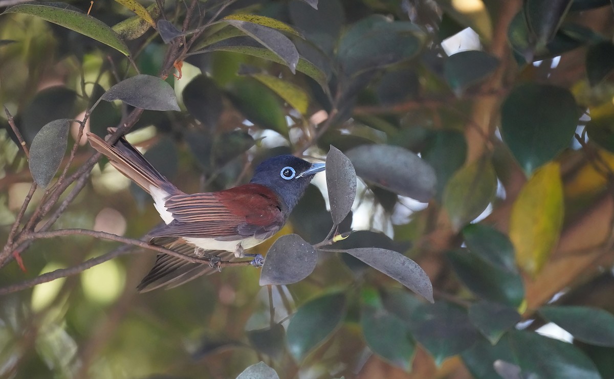 Black Paradise-Flycatcher (Northern) - ML639154676