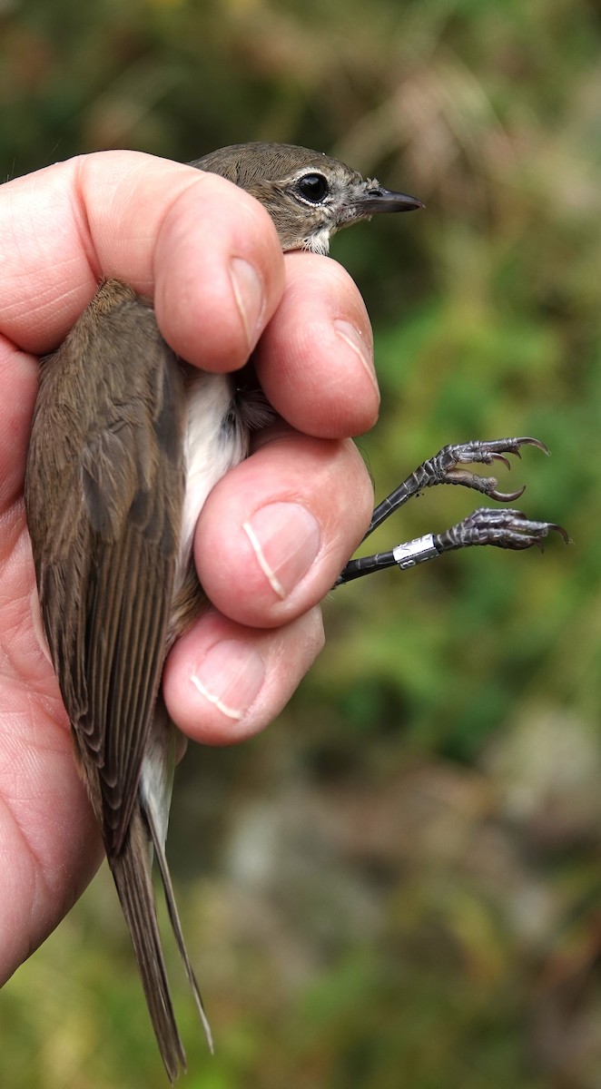 Garden Warbler - ML639154686
