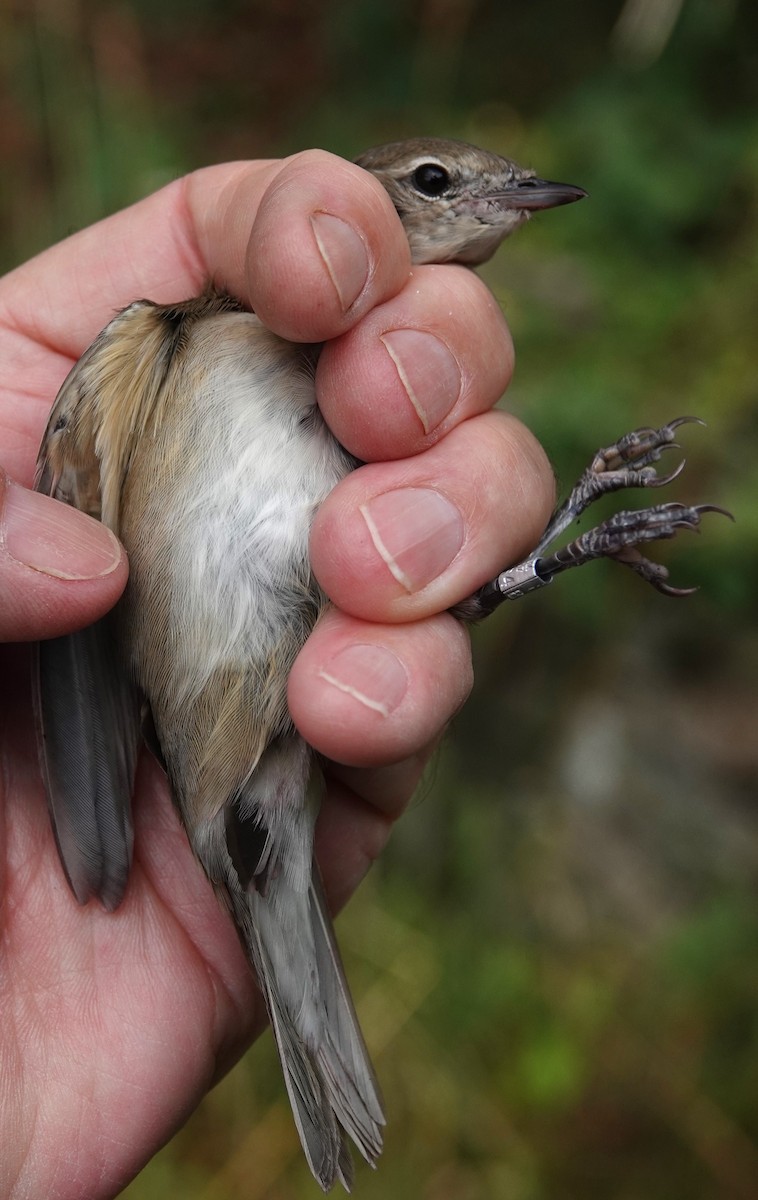 Garden Warbler - ML639154687