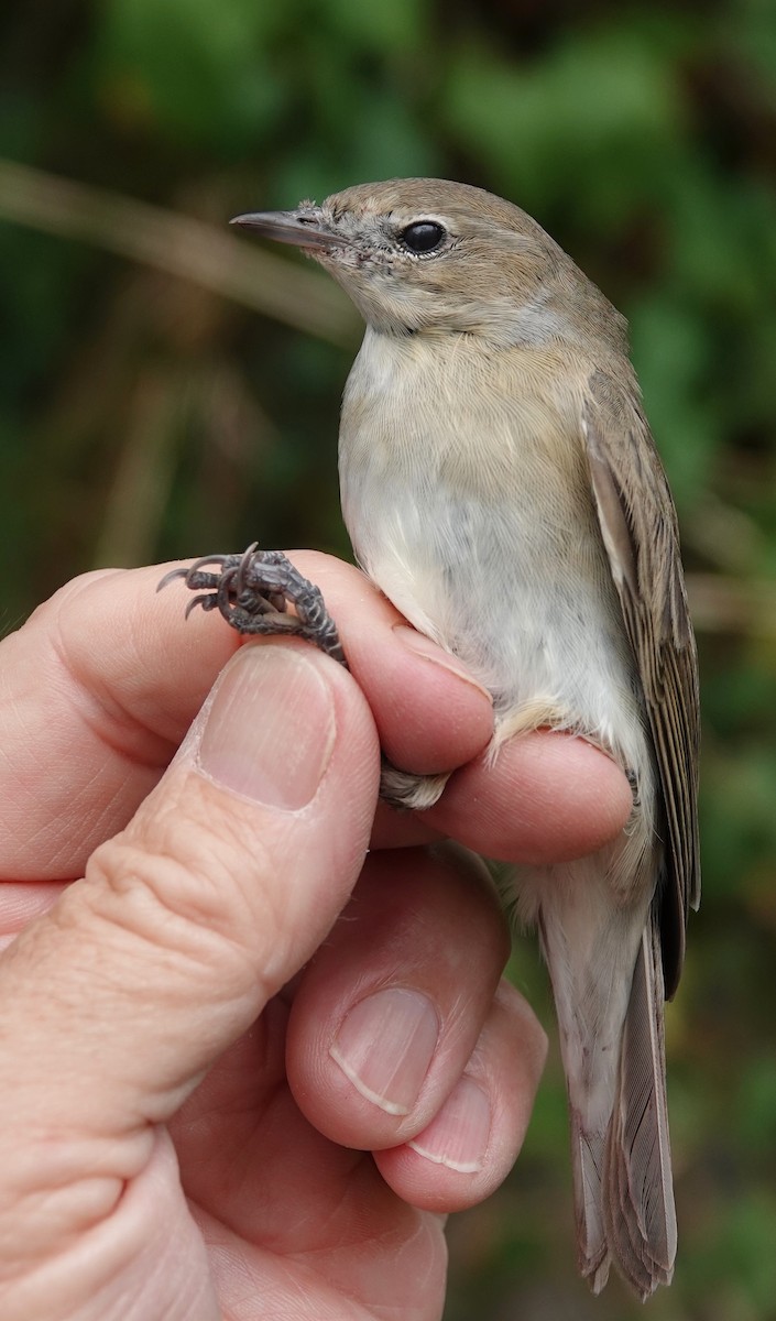 Garden Warbler - ML639154688