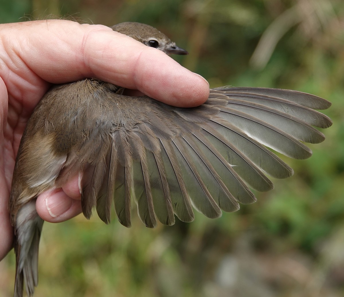 Garden Warbler - ML639154689