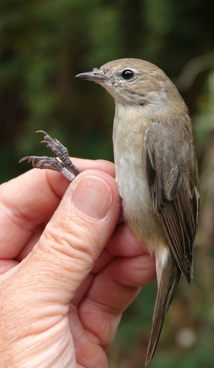 Garden Warbler - ML639154691