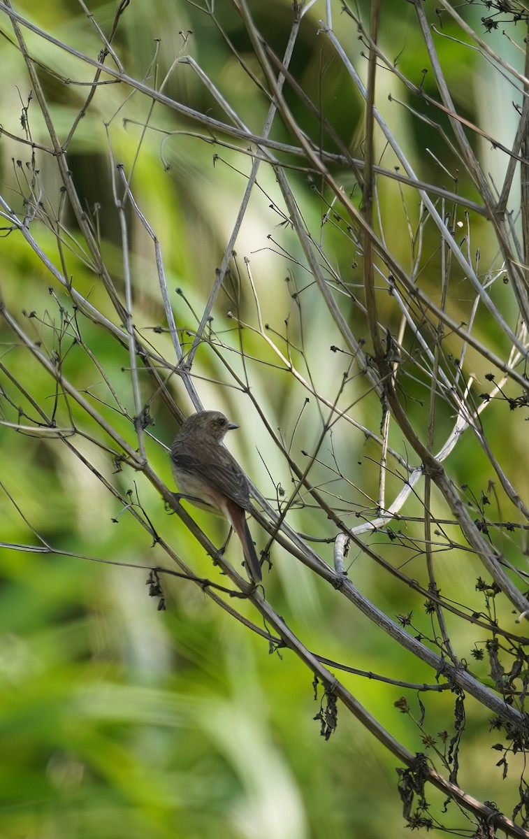 Gray Bushchat - ML639154699