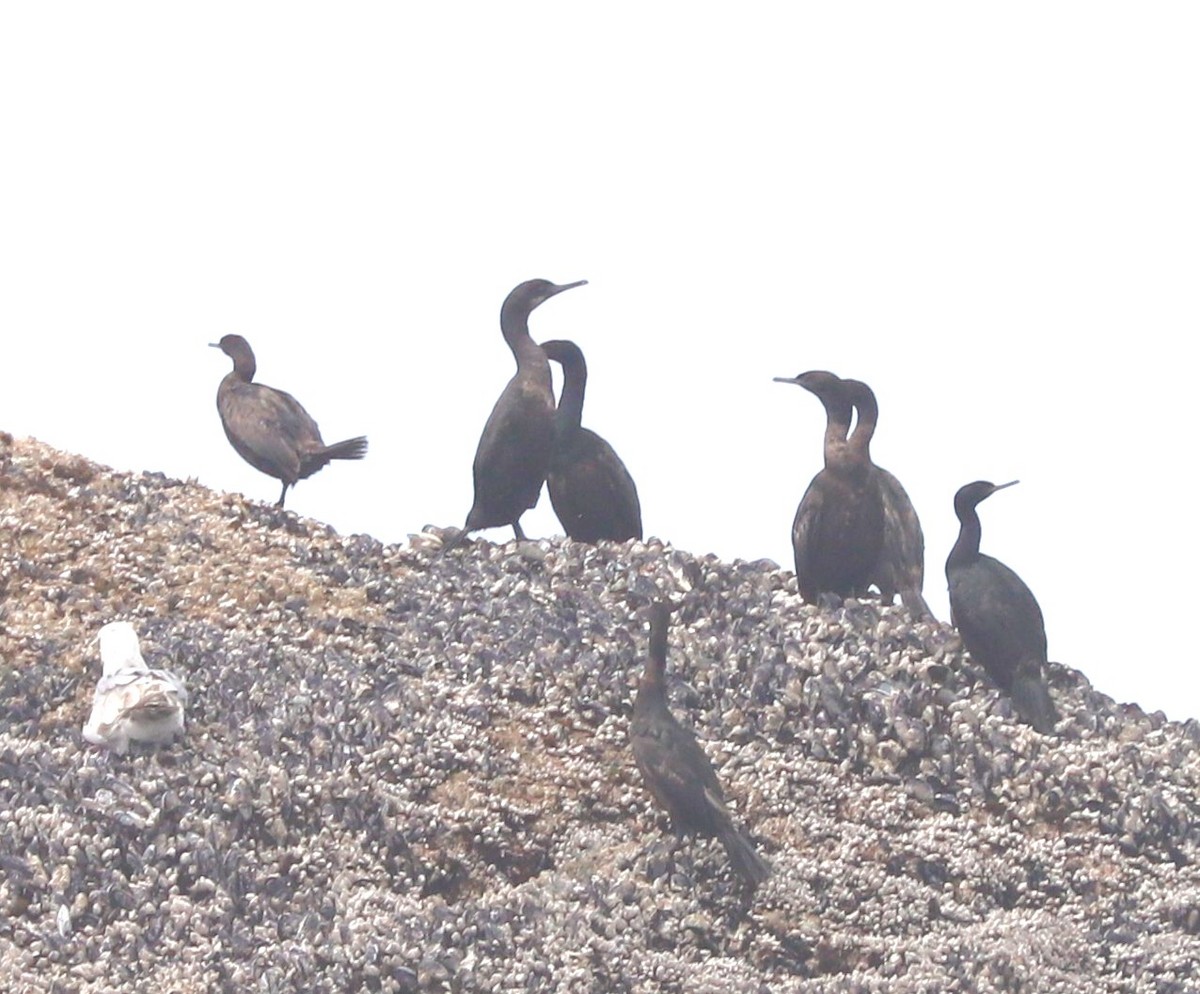 Brandt's Cormorant - ML639154711